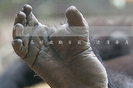 花呗逾期目前已还清每月涨一分 花呗逾期目前已还清每月涨一分