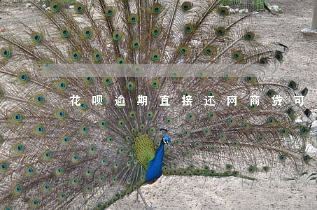 花呗逾期直接还网商贷可以吗 花呗逾期直接还网商贷可以吗