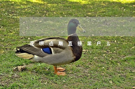 花呗逾期直接黑户么 花呗逾期直接黑户么