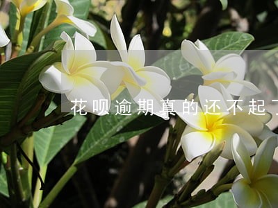 花呗逾期真的还不起了 花呗逾期真的还不起了
