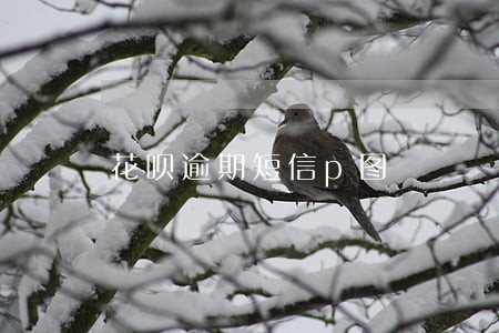 花呗逾期短信p图