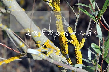 花呗逾期短信个人诉讼