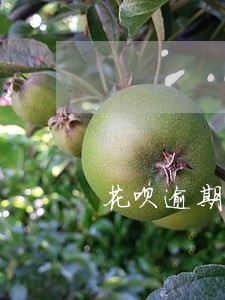 花呗逾期短信催收截图 花呗逾期短信催收截图