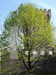 花呗逾期短信息是怎么样的 花呗逾期短信息是怎么样的