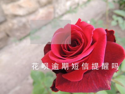 花呗逾期短信提醒吗 花呗逾期短信提醒吗