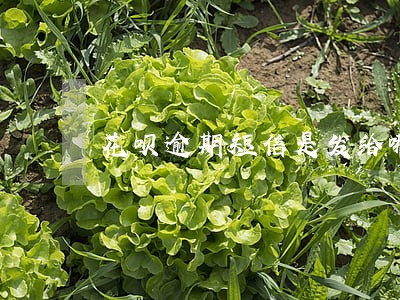 花呗逾期短信是发给哪个号 花呗逾期短信是发给哪个号