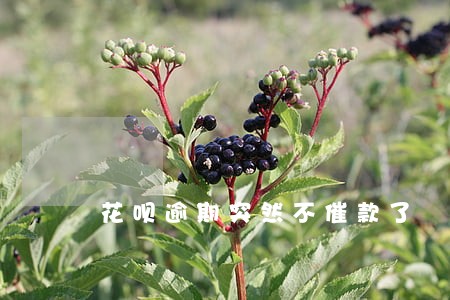 花呗逾期突然不催款了 花呗逾期突然不催款了