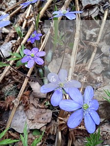 花呗逾期第8天会怎样 花呗逾期第8天会怎样