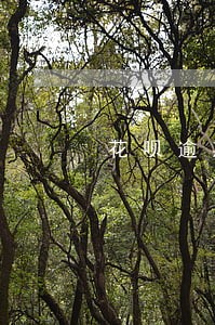 花呗逾期第几天机器人打电话