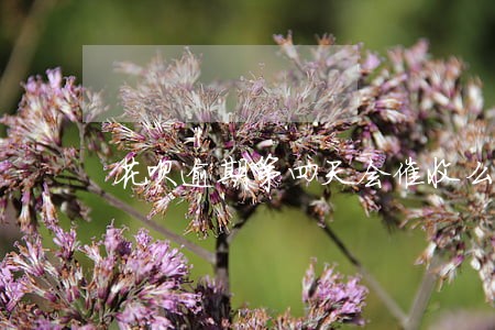 花呗逾期第四天会催收么