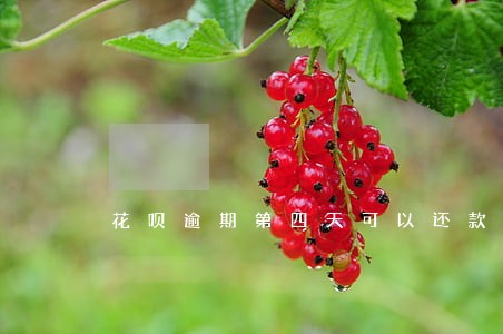 花呗逾期第四天可以还款吗