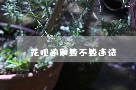 花呗逾期算不算违法