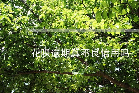花呗逾期算不良信用吗 花呗逾期算不良信用吗