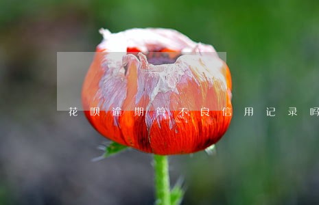 花呗逾期算不良信用记录吗 花呗逾期算不良信用记录吗