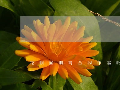 花呗逾期算合同诈骗吗