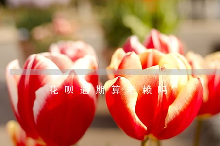 花呗逾期算老赖吗 花呗逾期算老赖吗