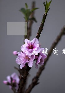 花呗逾期算银行征信吗 花呗逾期算银行征信吗
