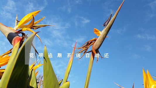 花呗逾期系统自动还 花呗逾期系统自动还