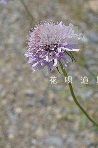 花呗逾期纪录查询 花呗逾期纪录查询