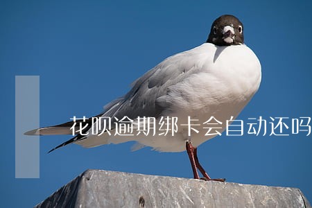 花呗逾期绑卡会自动还吗 花呗逾期绑卡会自动还吗