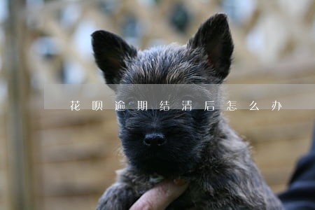 花呗逾期结清后怎么办 花呗逾期结清后怎么办
