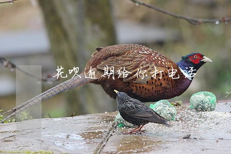 花呗逾期给你打电话 花呗逾期给你打电话