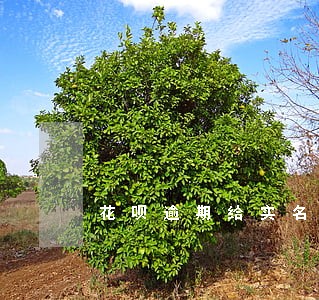 花呗逾期给实名手机号打电话了 花呗逾期给实名手机号打电话了