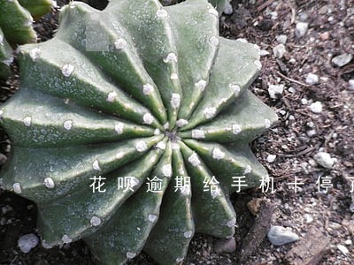 花呗逾期给手机卡停了