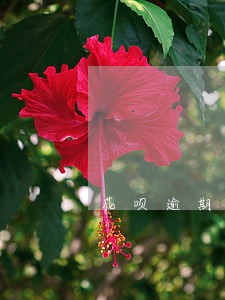 花呗逾期给爱人打电话违法吗 花呗逾期给爱人打电话违法吗
