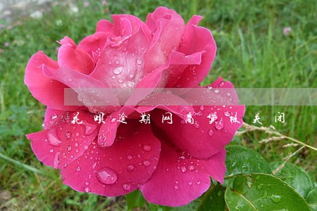 花呗逾期网商贷被关闭 花呗逾期网商贷被关闭