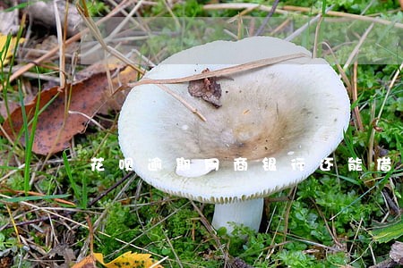 花呗逾期网商银行还能借钱 花呗逾期网商银行还能借钱