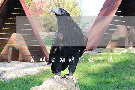 花呗逾期网贷能下吗 花呗逾期网贷能下吗