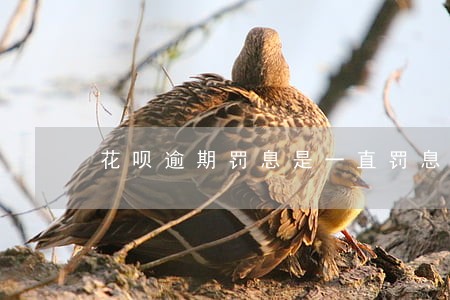 花呗逾期罚息是一直罚息吗 花呗逾期罚息是一直罚息吗