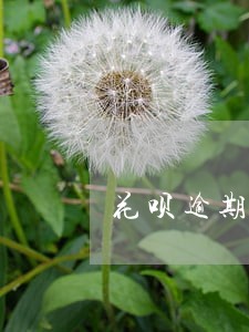 花呗逾期罚款单怎么补缴 花呗逾期罚款单怎么补缴