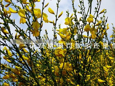花呗逾期罚款多还是借呗罚款多