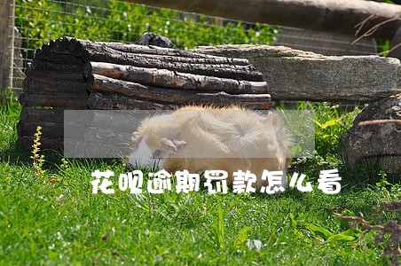 花呗逾期罚款怎么看 花呗逾期罚款怎么看