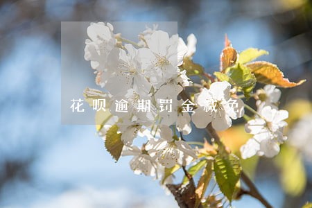 花呗逾期罚金减免 花呗逾期罚金减免