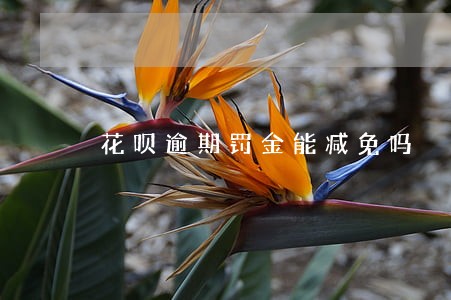 花呗逾期罚金能减免吗 花呗逾期罚金能减免吗