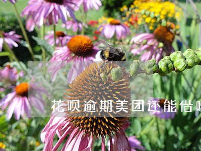 花呗逾期美团还能借吗 花呗逾期美团还能借吗