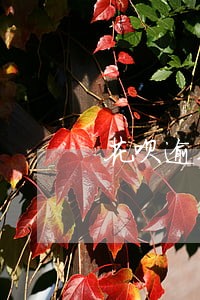 花呗逾期老是扣我罚息 花呗逾期老是扣我罚息