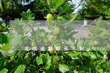 花呗逾期联系不到人 花呗逾期联系不到人