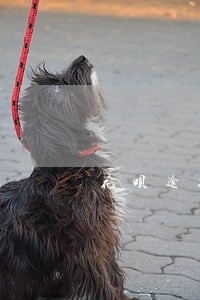 花呗逾期联系不到本人会上门么 花呗逾期联系不到本人会上门么