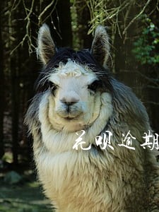 花呗逾期联系不到本人会怎么样 花呗逾期联系不到本人会怎么样