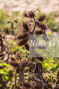花呗逾期联系客服说不能分期 花呗逾期联系客服说不能分期