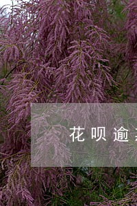 花呗逾期联系户籍地