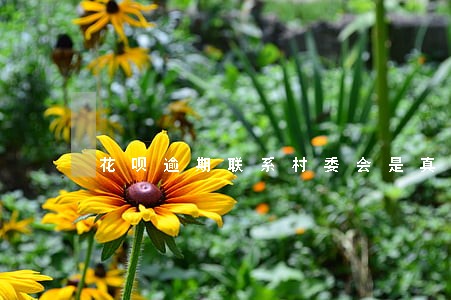 花呗逾期联系村委会是真的吗 花呗逾期联系村委会是真的吗