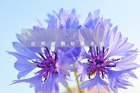 花呗逾期联系老公了 花呗逾期联系老公了