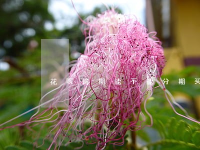 花呗逾期能不能分期买车 花呗逾期能不能分期买车