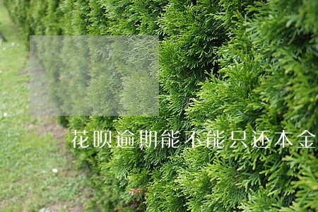 花呗逾期能不能只还本金 花呗逾期能不能只还本金