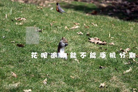 花呗逾期能不能手机分期 花呗逾期能不能手机分期
